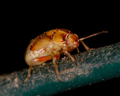 Neocapsus