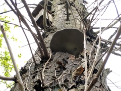 Fungi