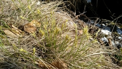 Carex alba