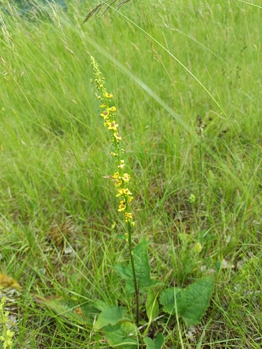 Dark Mullein