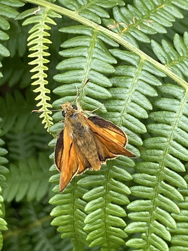 Large Skipper