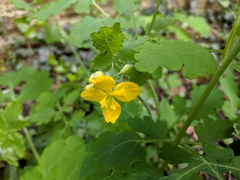 Chelidonium majus