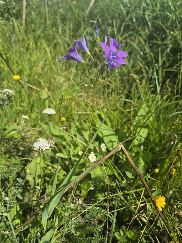 Spreading Bellflower