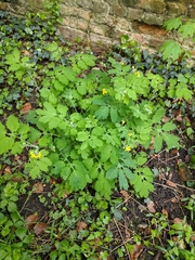 Chelidonium majus