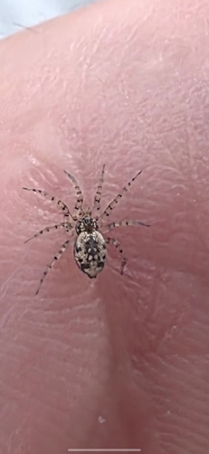 Oecobius maculatus
