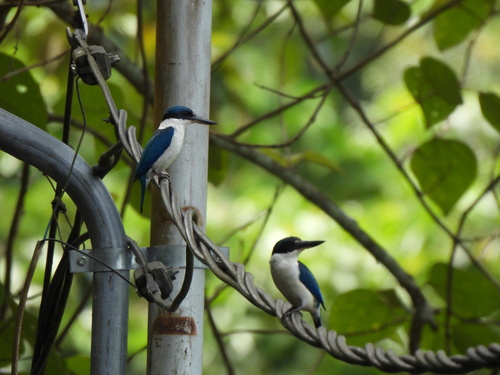 Todiramphus chloris