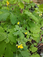 Chelidonium majus