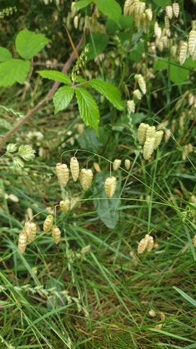Greater Quaking Grass