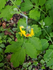 Chelidonium majus