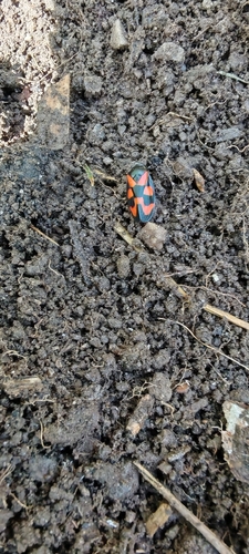 Common Froghopper