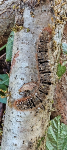 Oak Eggar