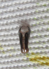 Bembix tarsata