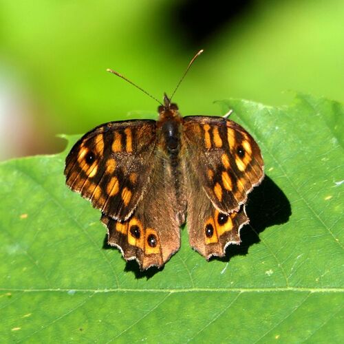 Speckled Wood
