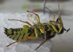 Bembix tarsata