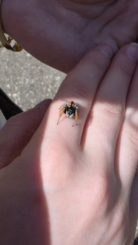 Red-bellied Jumping Spider