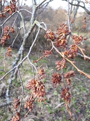 Ulmus laevis
