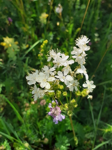 Dropwort