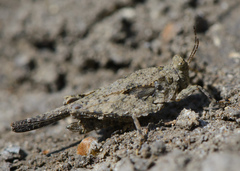 Paratettix mexicanus