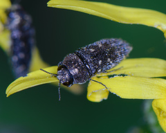 Acmaeodera tubulus