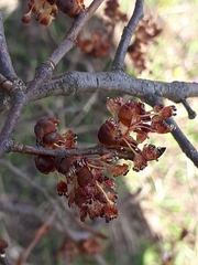 Ulmus laevis