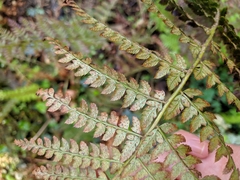 Polystichum setiferum