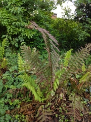 Polystichum setiferum