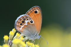 Coenonympha corinna