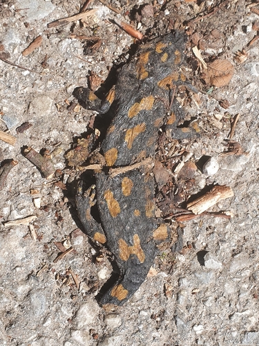 Fire Salamander