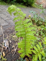 Polystichum setiferum