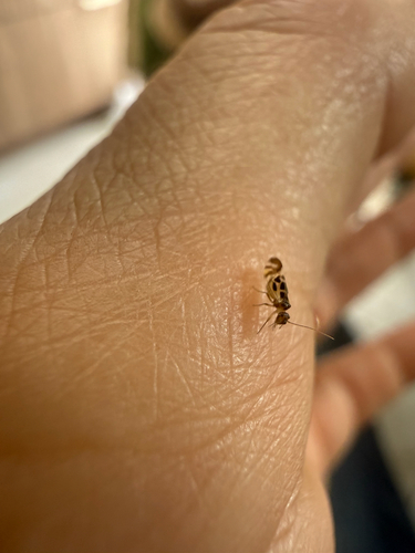 F-winged Barklouse