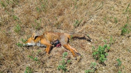 Red Fox