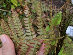 Polystichum setiferum