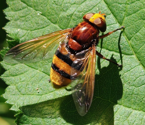Hornet Mimic Hover Fly