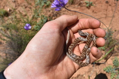 Hypsiglena ochrorhynchus klauberi