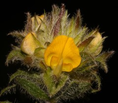 Aspalathus suaveolens