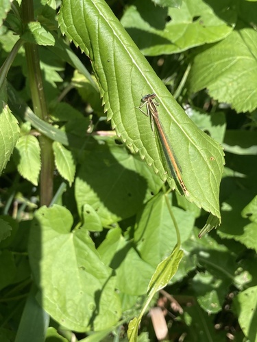 Orange Featherleg