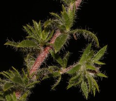 Aspalathus suaveolens