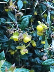 Berberis julianae