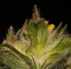 Aspalathus suaveolens