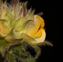 Aspalathus suaveolens