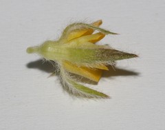 Aspalathus suaveolens