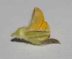 Aspalathus suaveolens