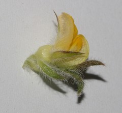 Aspalathus suaveolens