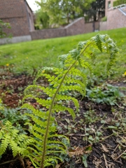 Polystichum setiferum