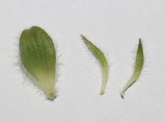 Aspalathus suaveolens