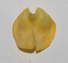 Aspalathus suaveolens