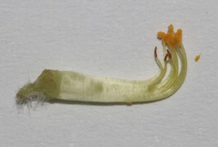 Aspalathus suaveolens