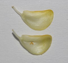 Aspalathus suaveolens