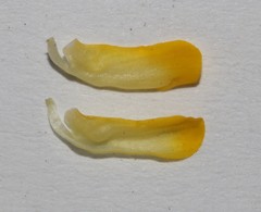 Aspalathus suaveolens