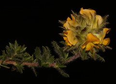 Aspalathus suaveolens